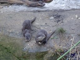 Tiergarten Schönbrunn am 27.01.2026